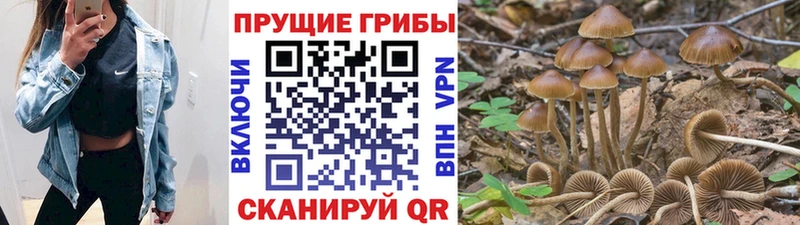 Псилоцибиновые грибы Psilocybe  Кемерово 